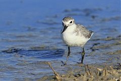 Wrybill